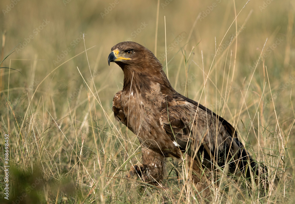 Tawny eagle in Savannah grassland, Masai Mara