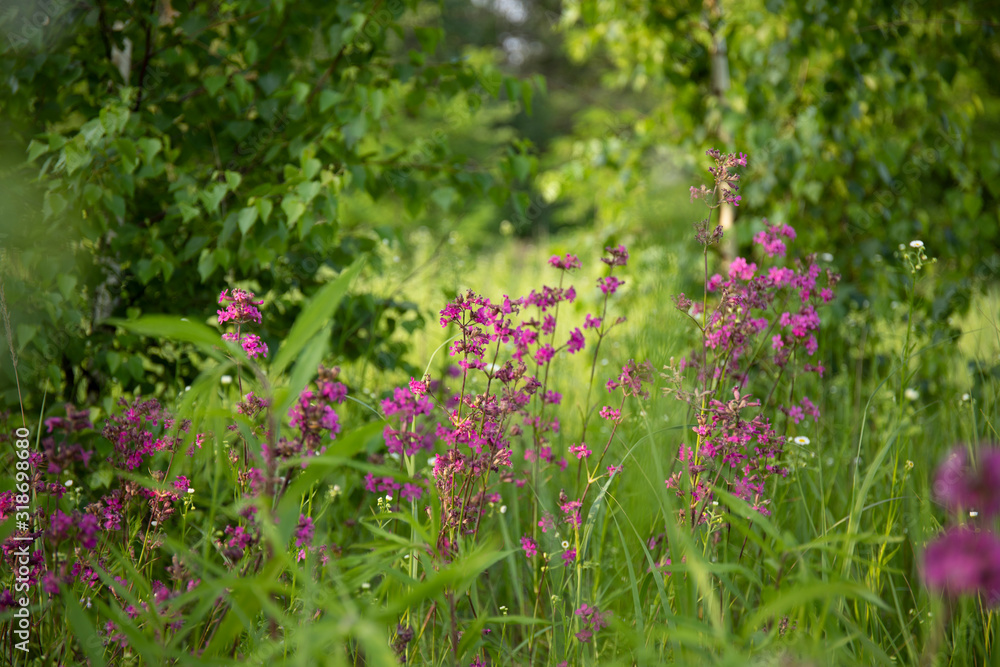 Purple spring flowers in a forest