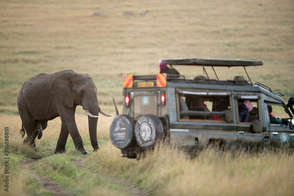 Fototapeta Tourists enjoying game drive on safari Jeep in Masai Mara National Reserve