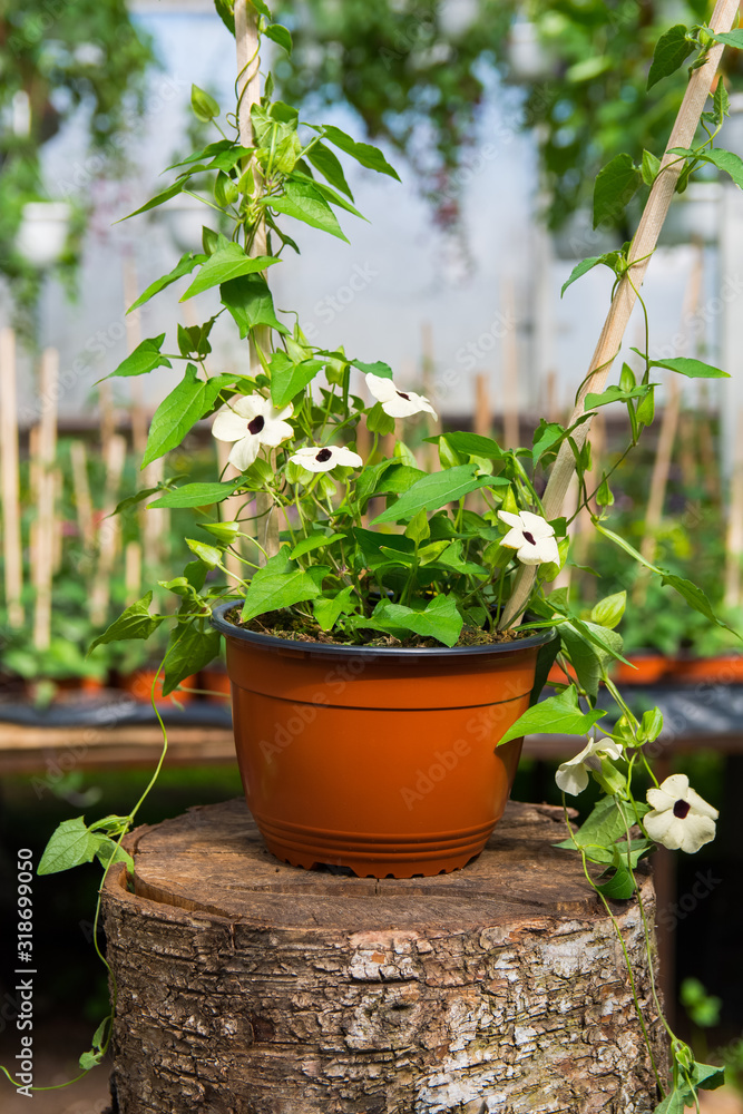 Thunbergia alata Sweet Susan with white blooms with an eye, growing in a brown pot in greenhouse