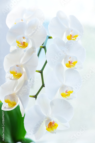 Fototapeta Naklejka Na Ścianę i Meble -  White orchid shot at shallow depth of field