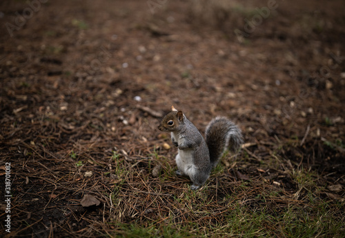 squirrel in grass © Anna