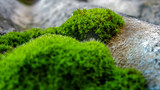 Green moss on the roof of the house