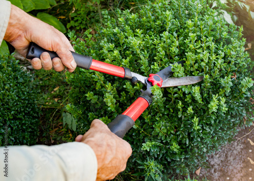  A handyman cuts bushes with clippers. Hands of a farmer with a garden tool.