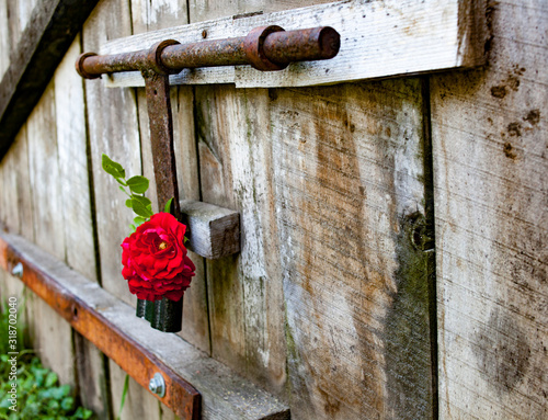 Roses and padlock on wooden gate background