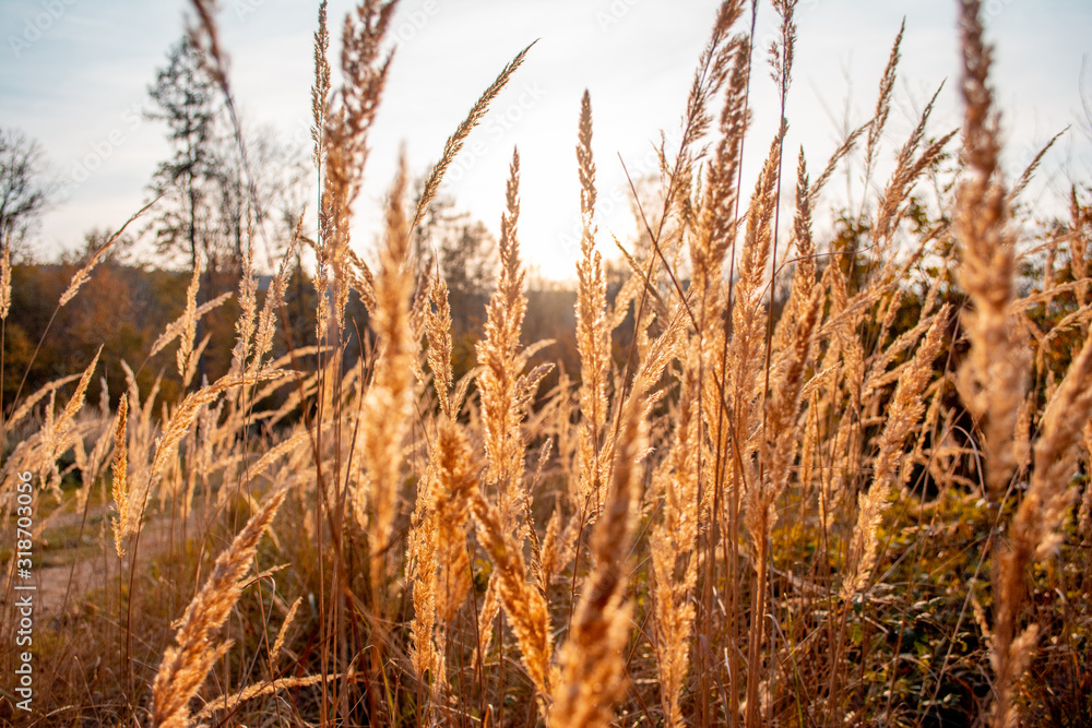 Fototapeta premium field of wheat
