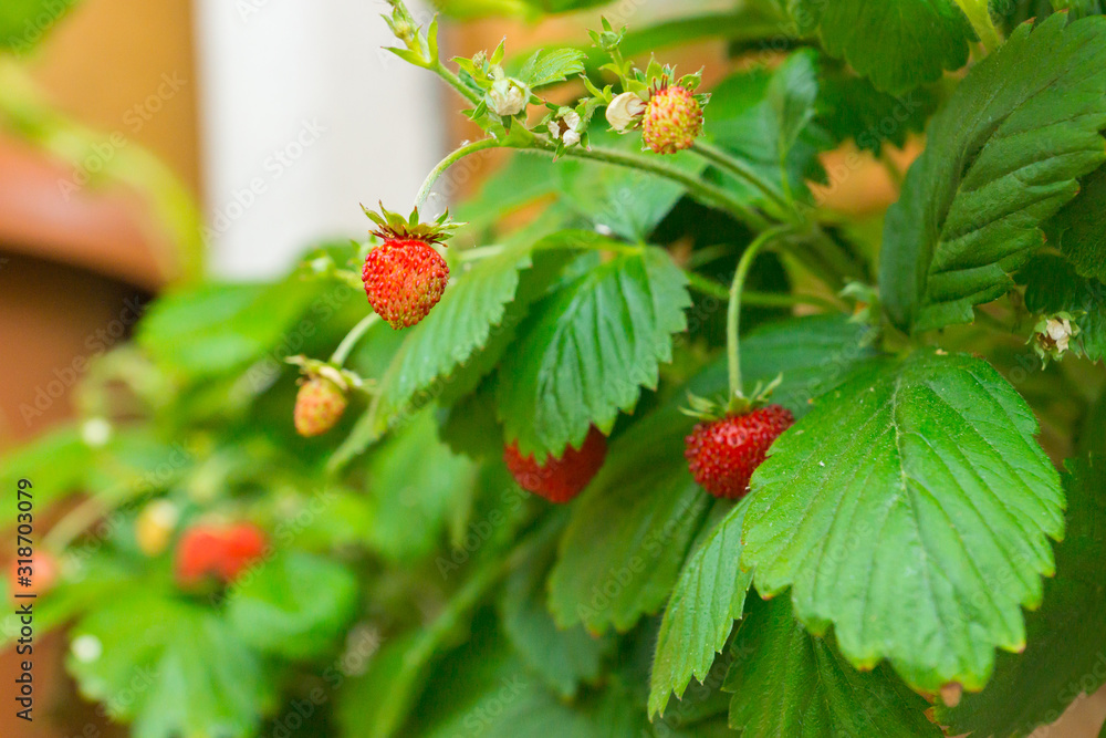 Organic ripe sweet red fruits of wild alpine strawberry plant growing in a ceramic pot on balcony as a part of urban gardening project as seen on a sunny summer day in Trento, Italy Organic ripe sweet red fruits of wild alpine strawberry plant growing in a ceramic pot on balcony as a part of urban gardening project as seen on a sunny summer day in Trento, Italy