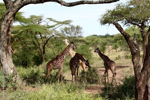 Giraffe  Maasai Giraffe Herd  Serengeti  Tanzania 