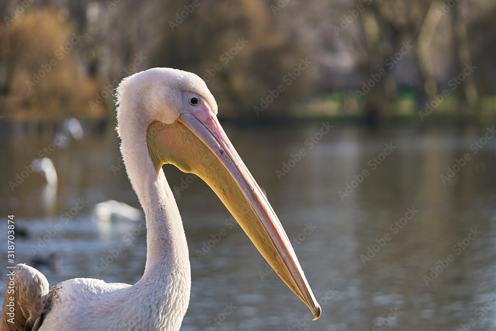 Portrait of beautiful pink great white pelican, Pelecanus onocrotalus, also known as eastern white pelican, rosy pelican or white pelican taken in sunny day. Big waterbird living in swamps and lakes. Portrait of beautiful pink great white pelican, Pelecanus onocrotalus, also known as eastern white pelican, rosy pelican or white pelican taken in sunny day. Big waterbird living in swamps and lakes.