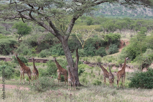 Fototapeta Naklejka Na Ścianę i Meble -  Giraffe, Maasai Giraffe Herd, Serengeti, Tanzania,