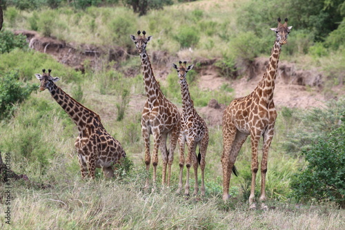 Giraffe, Maasai Giraffe Herd, Serengeti, Tanzania,