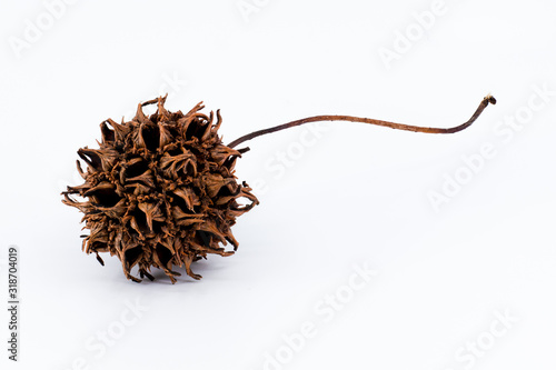 Sweet gum tree seed pod on white background macro 