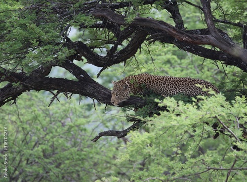 Leopard on a branch  Serengeti  Tanzania