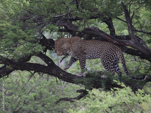 Leopard on a branch, Serengeti, Tanzania