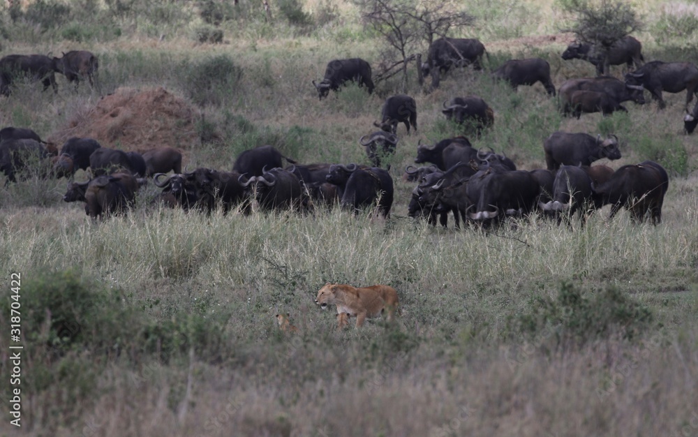 Lioness with Cubs in Front of Buffaloes Lioness with Cubs in Front of Buffaloes
