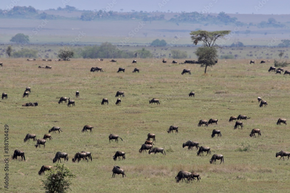Great Migration Serengeti, Wildebeest and Zebras Great Migration Serengeti, Wildebeest and Zebras