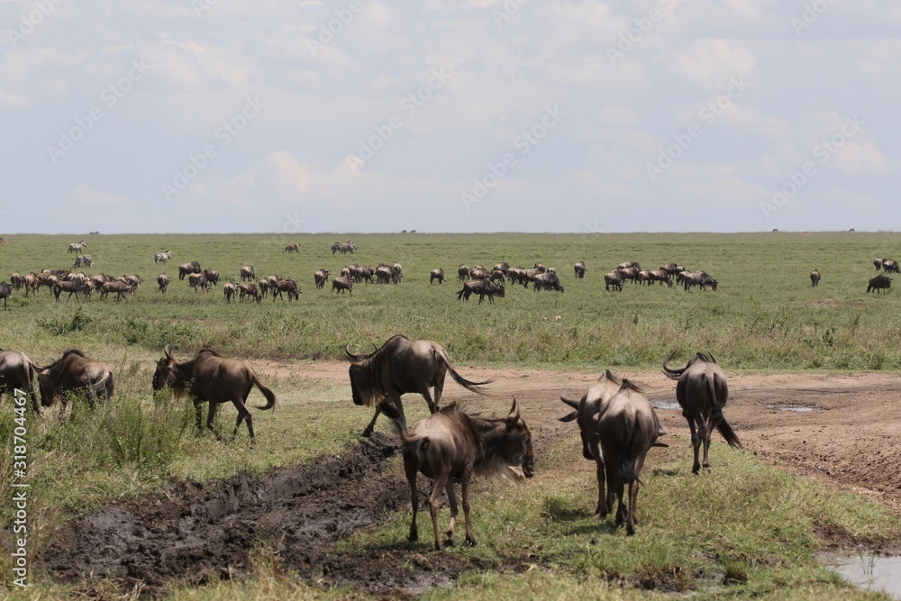 Great Migration Serengeti, Wildebeest and Zebras Great Migration Serengeti, Wildebeest and Zebras