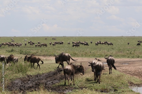 Great Migration Serengeti  Wildebeest and Zebras