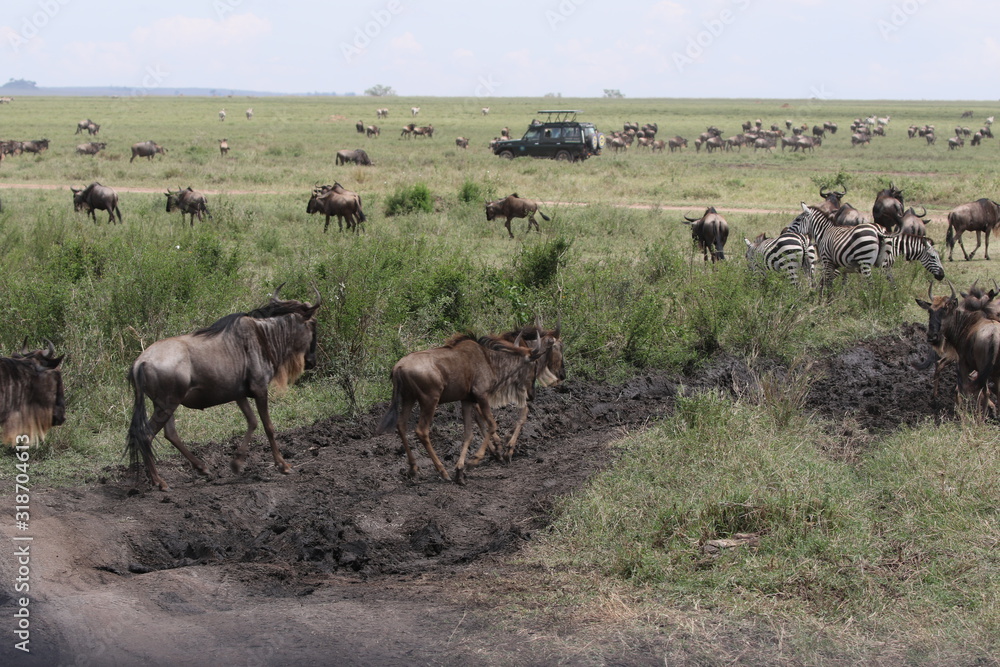 Naklejka premium Great Migration Serengeti, Wildebeest and Zebras