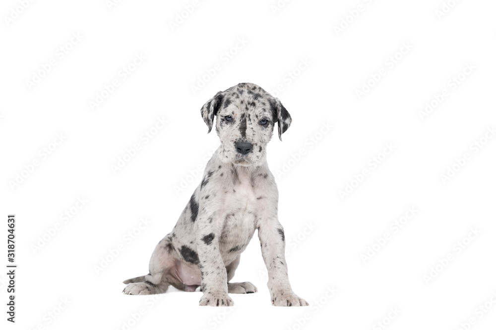 custom made wallpaper toronto digitalA puppy of the Great Dane Dog or German Dog, the largest dog breed in the world, Harlequin fur, white with black spots, sitting isolated in white
