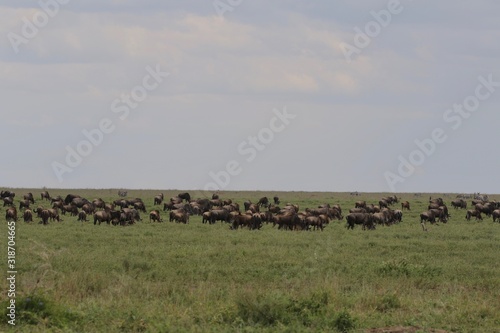 Wildebeest Migration Serengeti, Landscape, Tanzania © Kirsten Dohmeier