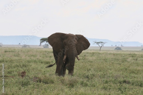 African Elephant Bull alone, Serengeti photo