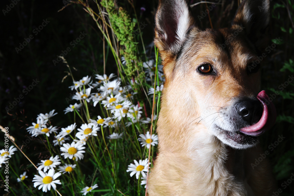 Obraz premium Cute dog near chamomiles in summer meadow