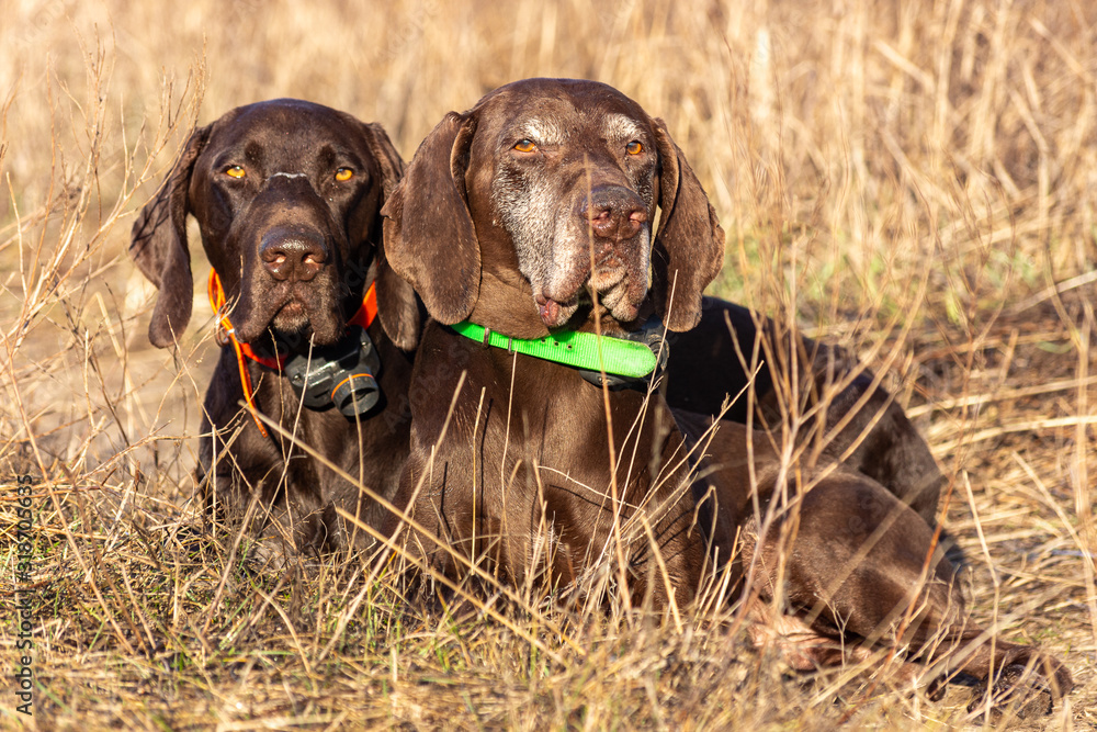 German shorthaired pointer dog sitting in field. Portreit on nature. German shorthaired pointer dog sitting in field. Portreit on nature.
