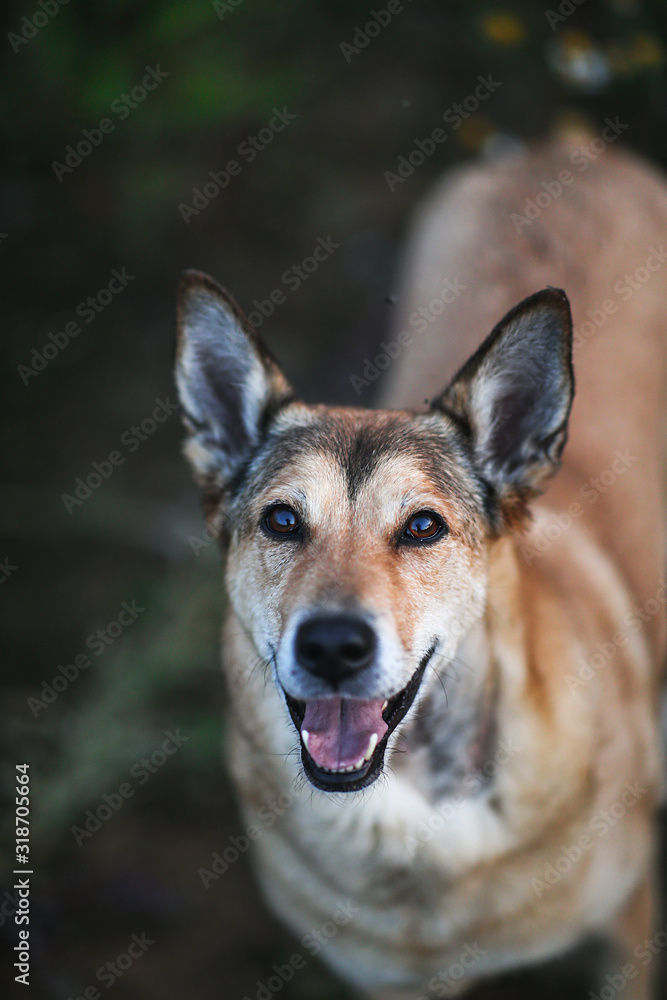 Strong Shepherd dog watching out in forest Strong Shepherd dog watching out in forest