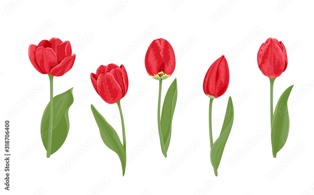 Red tulips of different shapes set. Vector illustration of bright spring flowers with green leaves isolated on white background. Cartoon flat style. Red tulips of different shapes set. Vector illustration of bright spring flowers with green leaves isolated on white background. Cartoon flat style.