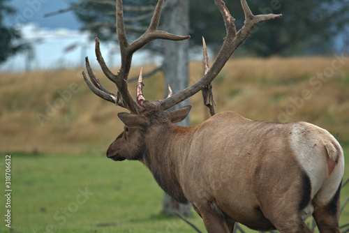 Bull Elk