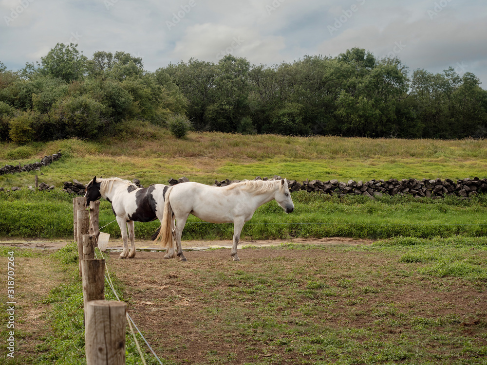Obraz premium Two white horses behind a fence, Cloudy sky, Green pasture and forest in the background.