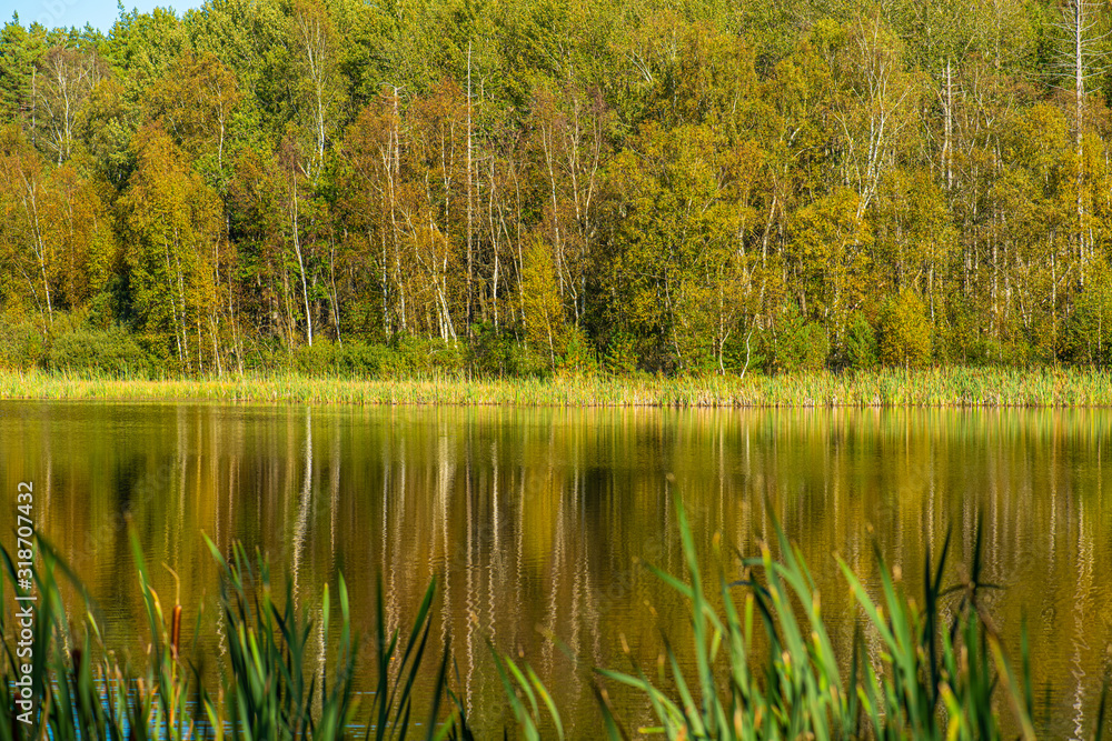 Fototapeta premium Forest and trees in autumn colors. Reflections in a calm lake.