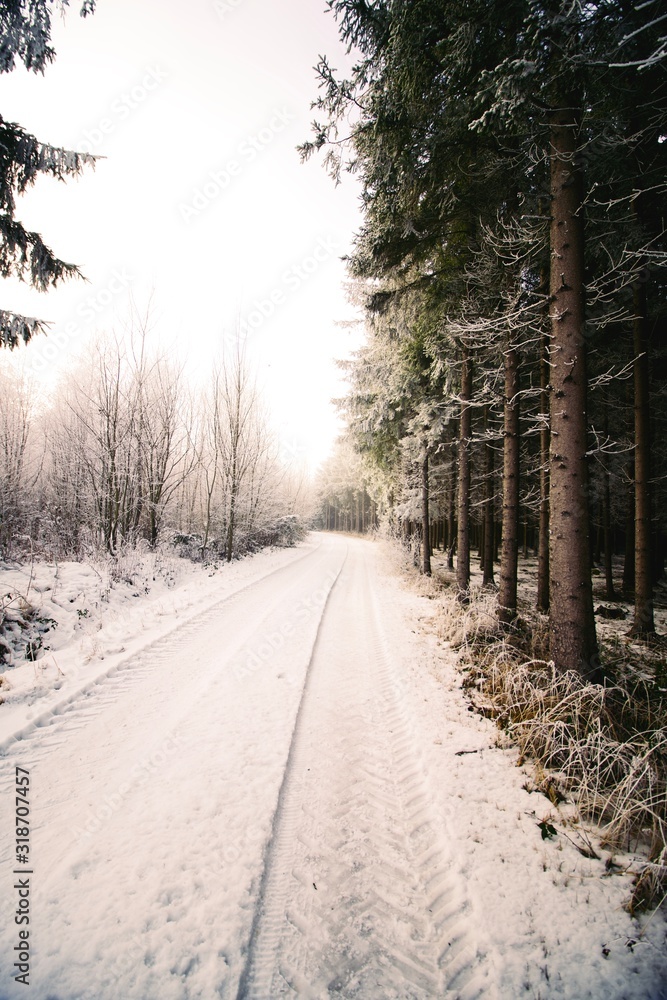 Obraz premium Wald