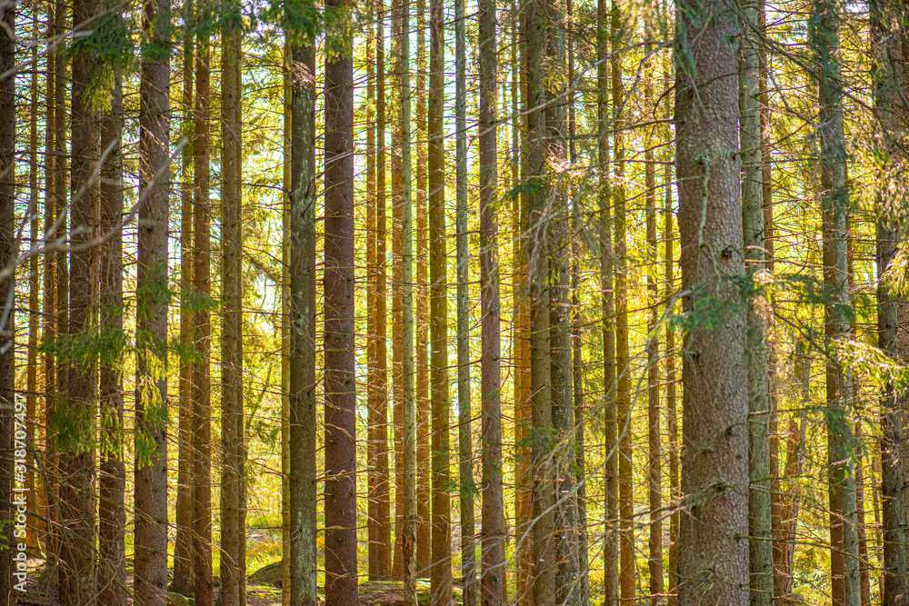 Streams of sun in between trees of a dense forest. Streams of sun in between trees of a dense forest.