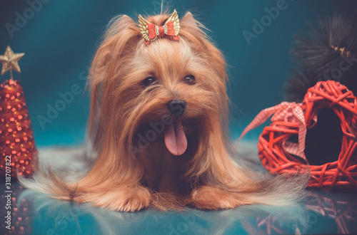 Yorkshire terrier tongue out portrait on Yorkshire terrier tongue out portrait on turquiose background with Christmas decorations