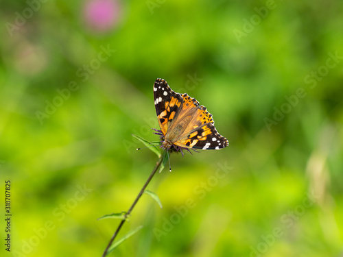 Painted lady butterfly ( Vanessa cardui )