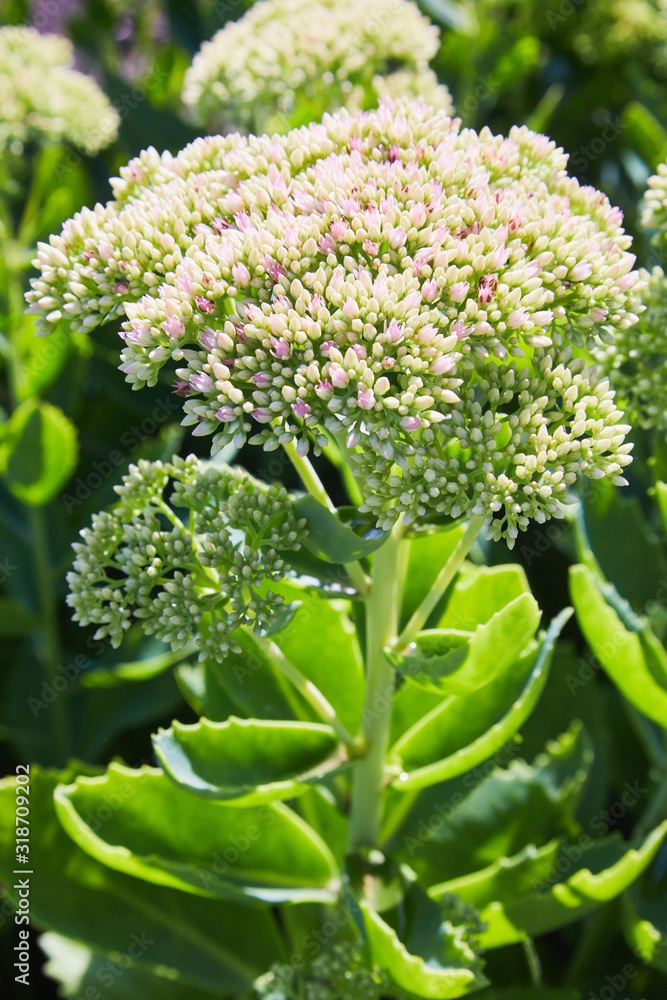 Showy stonecrop, or ice plant (Hylotelephium spectabile) growing in the garden. This plant belongs to the stonecrop family, Crassulaceae. Showy stonecrop, or ice plant (Hylotelephium spectabile) growing in the garden. This plant belongs to the stonecrop family, Crassulaceae.