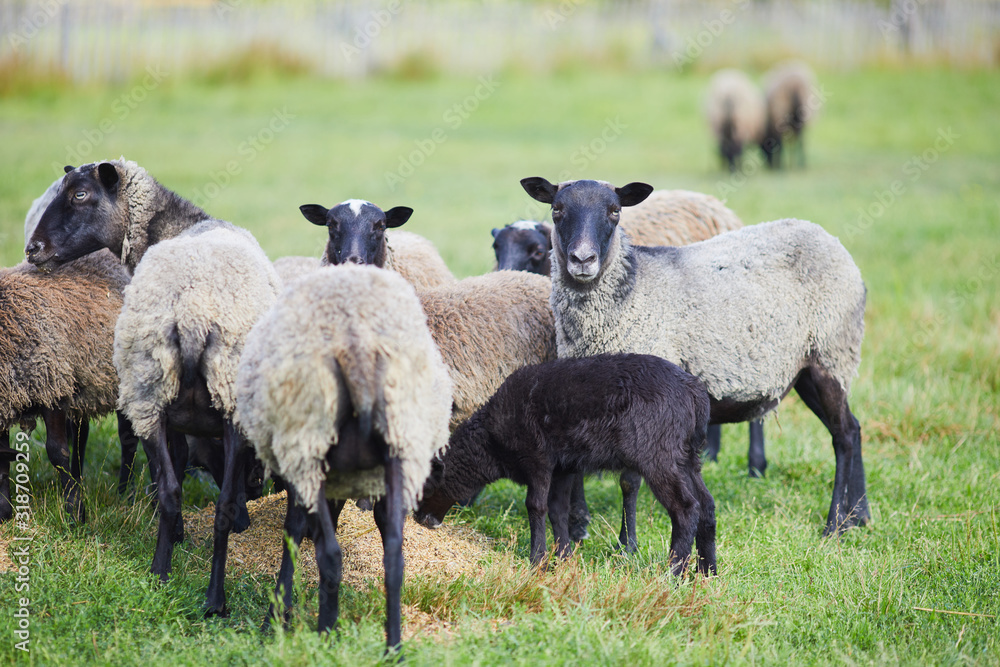 Fototapeta premium Flock of sheep on green grass on pasture. Herd of sheep on green meadow. Farming outdoor.