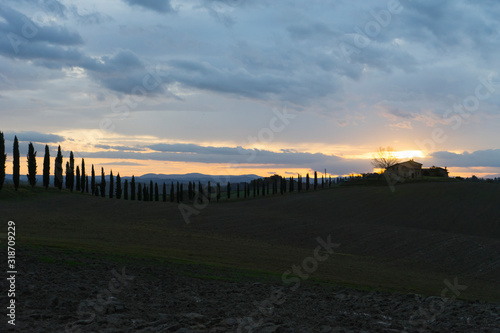 Landscape with cypress in Tuscany, Italy, Europe