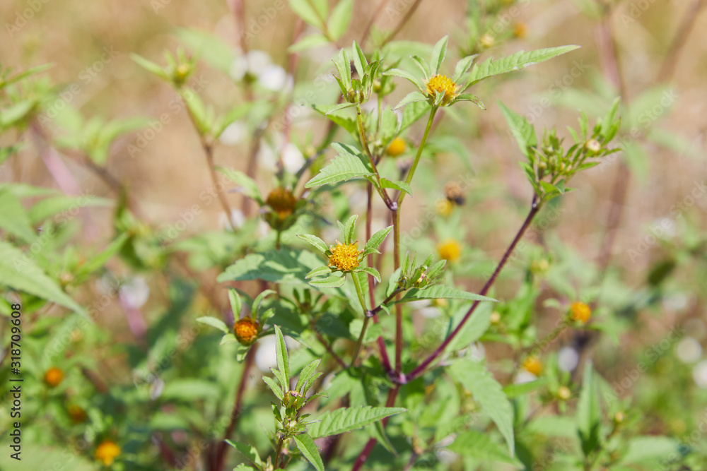 Three-lobe beggarticks (Bidens tripartita) growing in the forest. Medicinal plant Three-lobe beggarticks (Bidens tripartita) growing in the forest. Medicinal plant