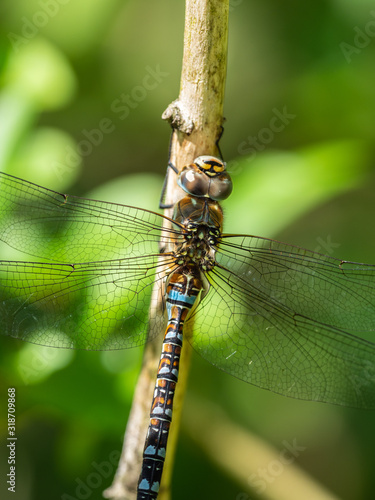 Migrant hawker dragonfly resting on a branch