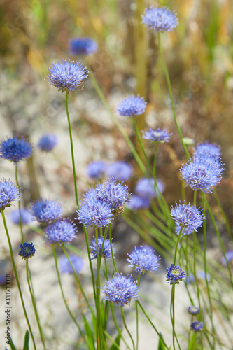 Gilia capitata blue beautiful flowering plant, blue-thimble-flowers in bloom, amazing wildflower flowerhead photo