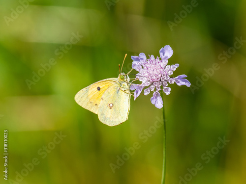 Clouded Yellow butterfly Colias croceus, on Scabious Flower © Stephan Morris 