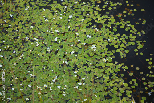 The surface of the forest lake overgrown with algae Vodokras ordinary (Hydrocharis morsus-ranae).  Hydrocharis is a genus of aquatic plants in the family Hydrocharitaceae. photo