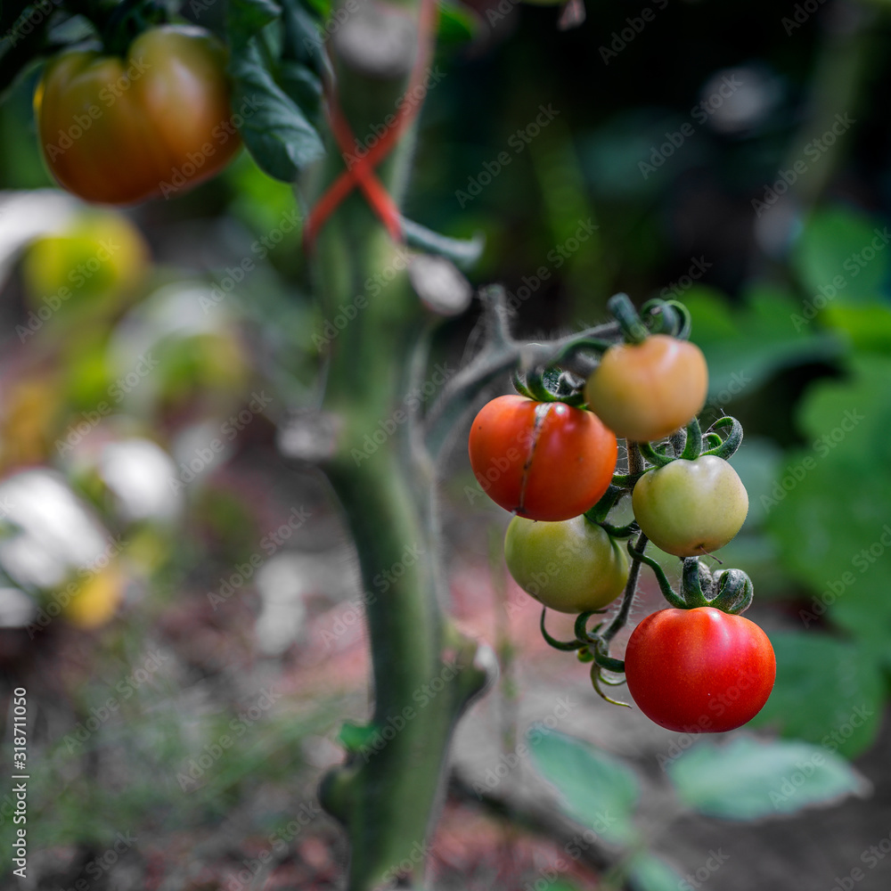 Big red and green ecological tomatoes, grown in private greenhouse Big red and green ecological tomatoes, grown in private greenhouse