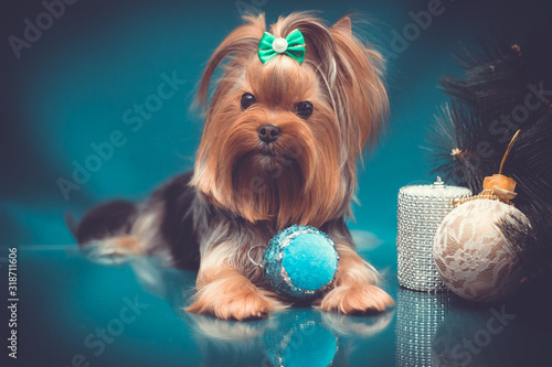 Yorkshire terrier portrait on turquiose background with Christmas decorations