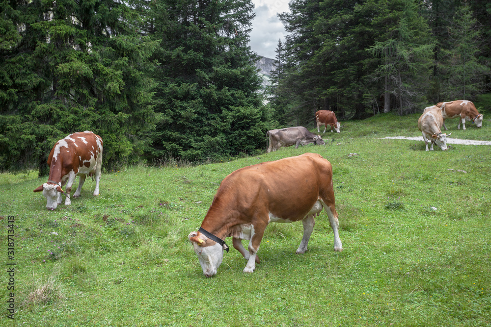 Some cows in a pasture in Val Gardena in Italy