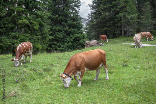 Some cows in a pasture in Val Gardena in Italy © TPhotography
