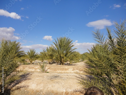 Exotic, tree, date palm, under hot sun and blue sky, in Biskra, Algeria desert photo